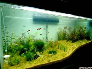 http://1.bp.blogspot.com/-oa_COLzwEbo/UkMY1BYD-LI/AAAAAAAAFGU/p6roJFpNAHo/s1600/aqu%C3%A1rio.jpg